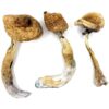 Albino A+ Cubensis Mushrooms