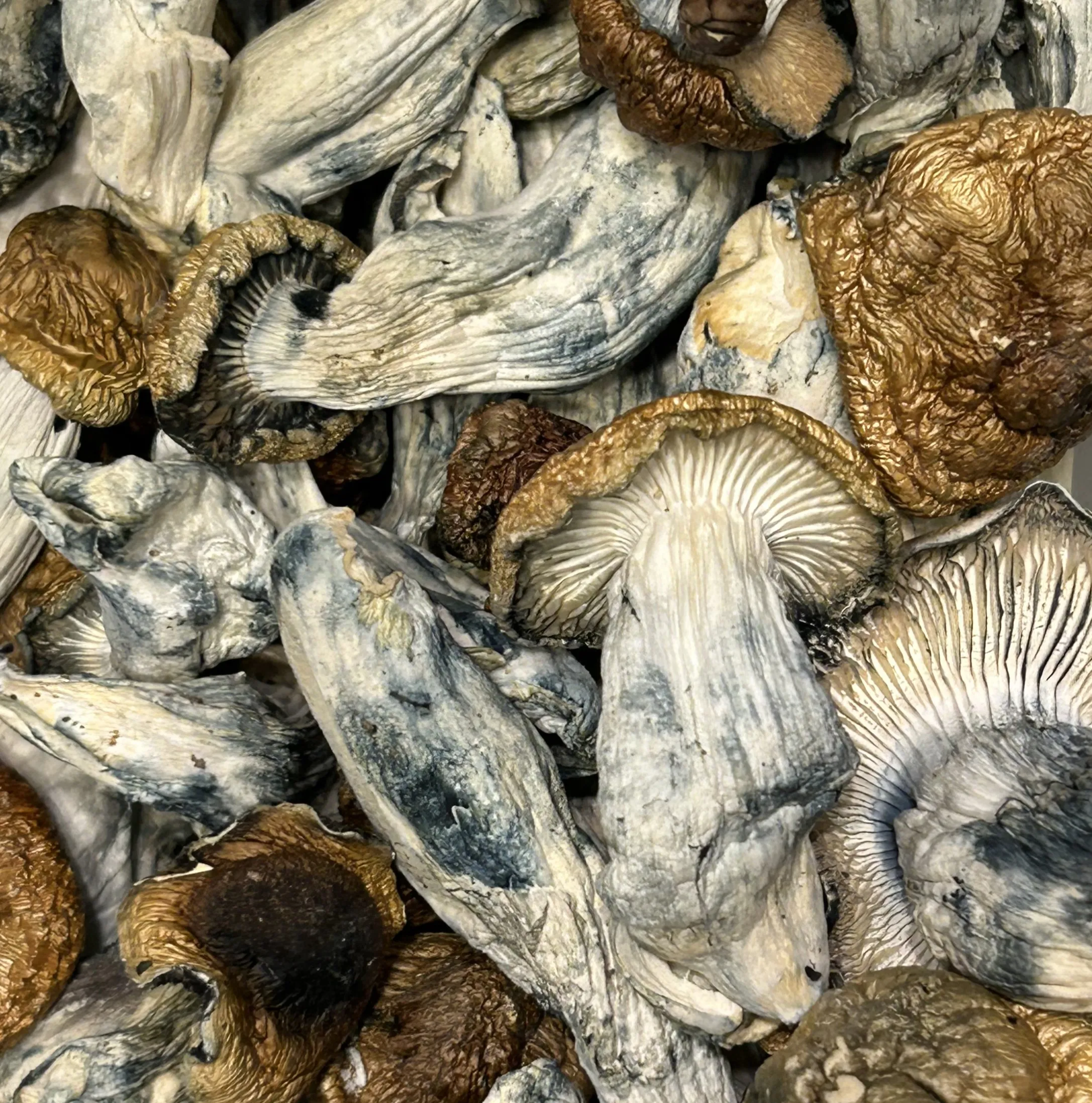 Albino Penis Envy Mushroom