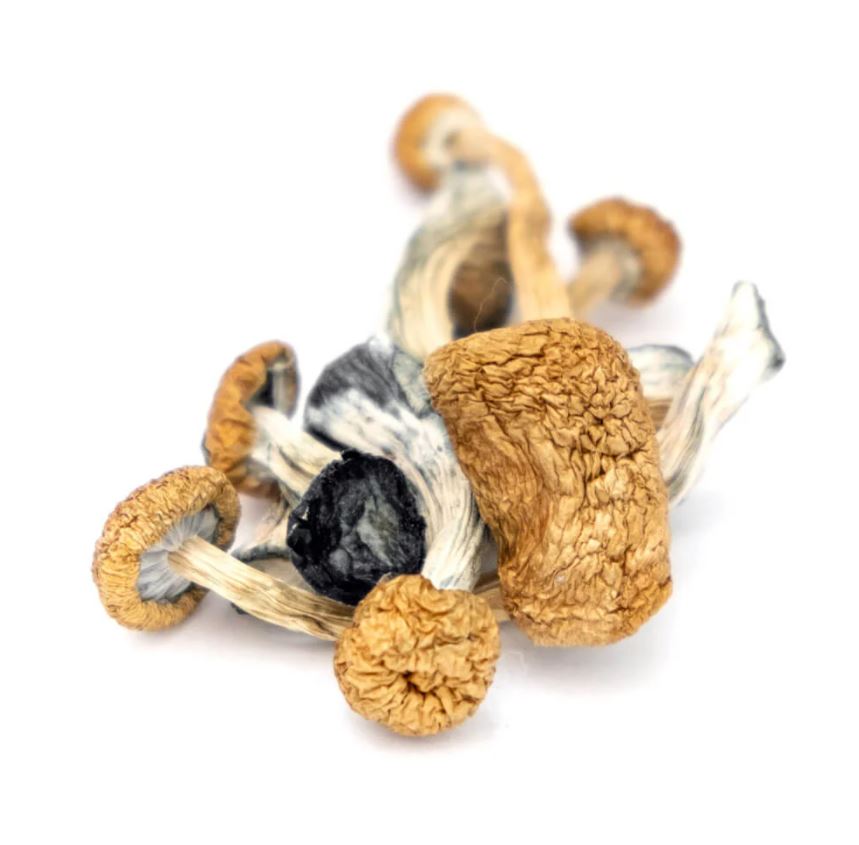 B+ Magic Mushrooms