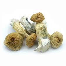 Burma Magic Mushroom