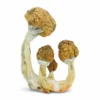 Ecuadorian Mushrooms