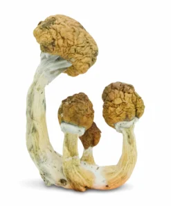 Ecuadorian Mushrooms