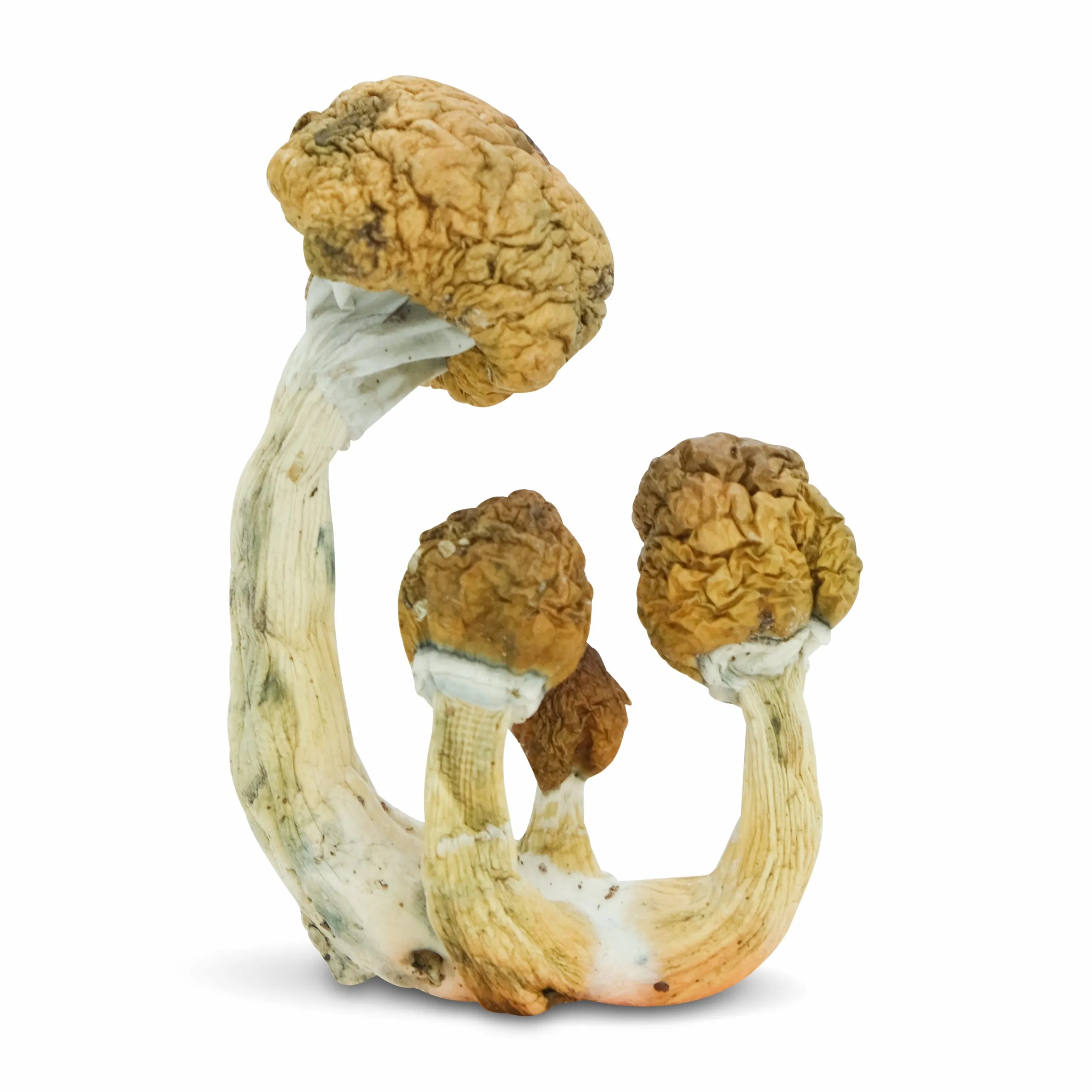 Ecuadorian Mushrooms