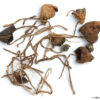 Liberty Cap Mushrooms