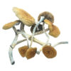 Mazatapec Mushrooms