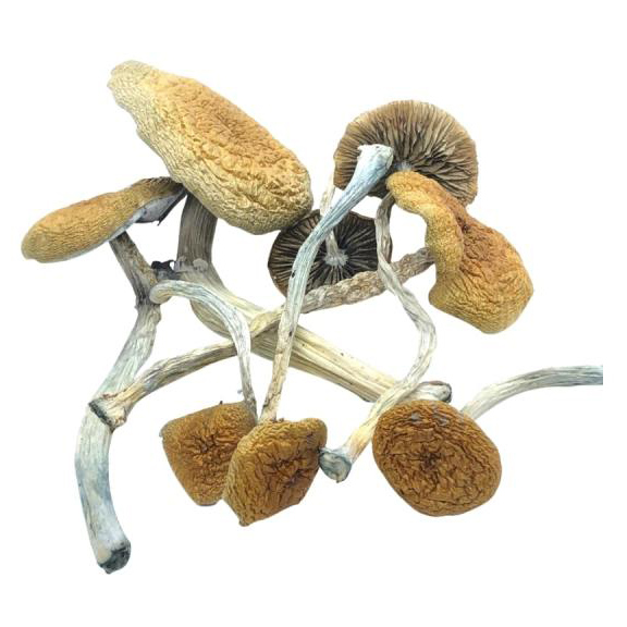 Mazatapec Mushrooms