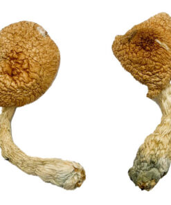Psilocybe Azurescens