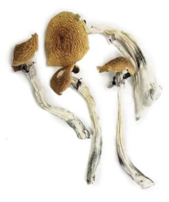 Wavy Caps Mushrooms